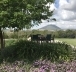 The garden of the holiday home on the estate with a view of Mount Tabor in the north of the country